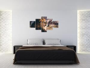 Obraz leżącego lwa (125x70 cm)