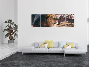 Obraz leżącego lwa (170x50 cm)