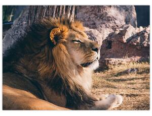 Obraz leżącego lwa (70x50 cm)