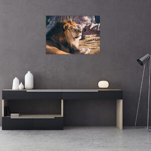 Obraz leżącego lwa (70x50 cm)