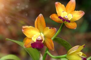 Obraz orchidea pomarańczowa
