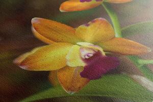 Obraz orchidea pomarańczowa