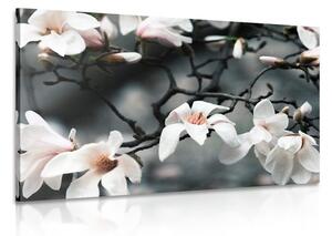 Obraz budząca się magnolia
