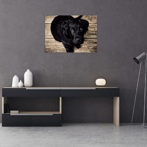 Obraz czarnego szczeniaka (70x50 cm)