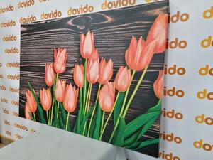 Obraz urocze pomarańczowe tulipany na drewnianym tle
