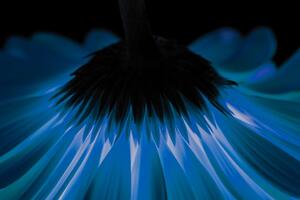 Obraz niebieska gerbera na ciemnym tle