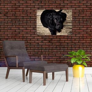 Obraz czarnego szczeniaka (70x50 cm)