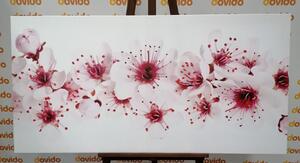 Obraz kwiaty wiśni
