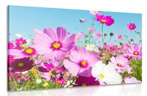 Obraz łąka wiosennych kwiatów