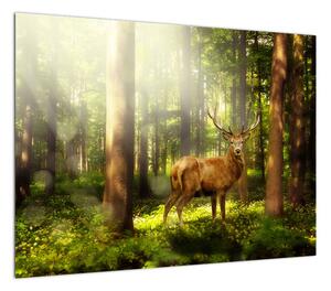 Obraz jelenia w lesie (70x50 cm)