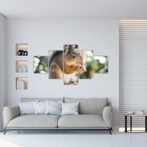 Obraz wiewiórki (125x70 cm)