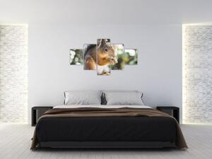 Obraz wiewiórki (125x70 cm)