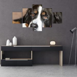 Obraz psa (125x70 cm)