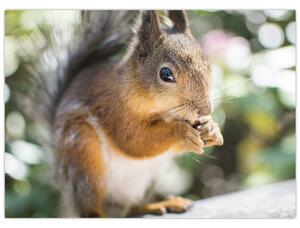 Obraz wiewiórki (70x50 cm)