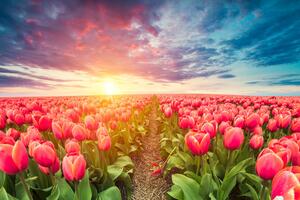 Obraz wschód słońca nad łąką z tulipanami