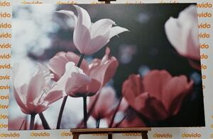 Obraz wiosenne tulipany w parku