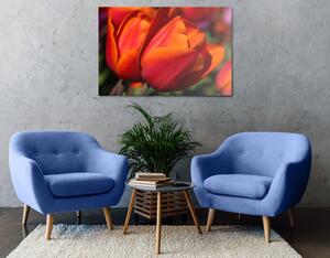 Obraz piękne tulipany na łące