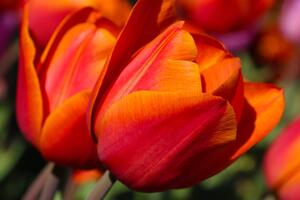 Obraz piękne tulipany na łące