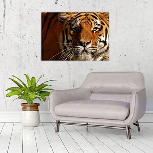 Obraz tygrysa (70x50 cm)