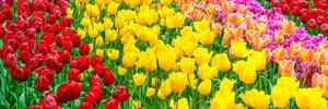 Obraz ogród pełen tulipanów