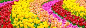 Obraz kolorowe tulipany