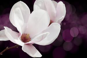 Obraz kwiat magnolii na abstrakcyjnym tle