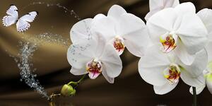 Obraz orchidea i motyl