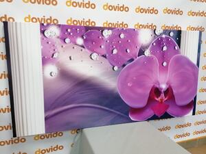 Obraz orchidea przy greckich kolumnach