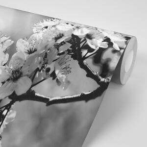 Fototapeta czarno-biały kwiat wiśni