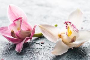 Obraz dwukolorowe kwiaty orchidei