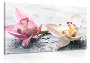 Obraz dwukolorowe kwiaty orchidei