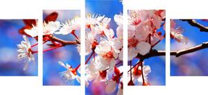 5-częściowy obraz kwiat wiśni