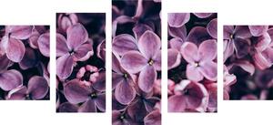 5-częściowy obraz fioletowe kwiaty bzu