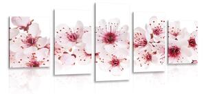 5-częściowy obraz kwiaty wiśni
