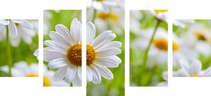 5-częściowy obraz wiosenna łąka pełna kwiatów