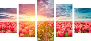 5-częściowy obraz wschód słońca nad łąką z tulipanami