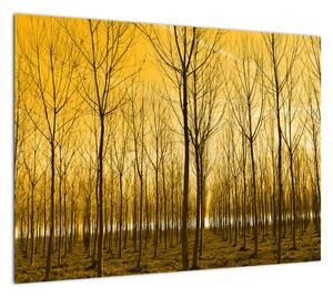 Obraz - Plantacja drzew (70x50 cm)
