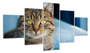 Obraz - Kot domowy (125x70 cm)