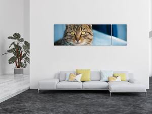 Obraz - Kot domowy (170x50 cm)