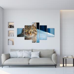 Obraz - Kot domowy (125x70 cm)