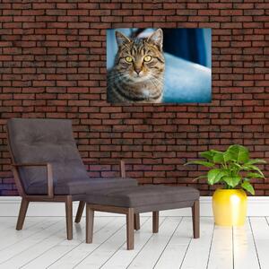 Obraz - Kot domowy (70x50 cm)