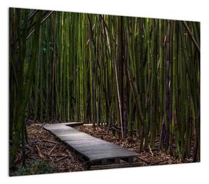 Obraz - Wśród bambusów (70x50 cm)