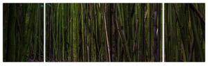 Obraz - Wśród bambusów (170x50 cm)