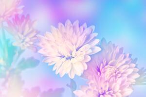 Obraz kwiat chryzantemy