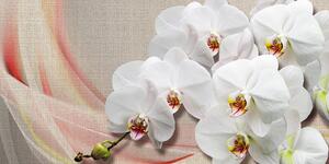 Obraz biała orchidea na płótnie