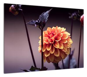 Obraz - Kwiat (70x50 cm)