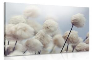 Obraz arktyczne kwiaty bawełny
