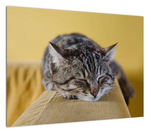 Obraz kota na kanapie (70x50 cm)