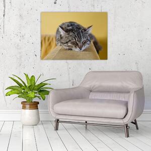 Obraz kota na kanapie (70x50 cm)