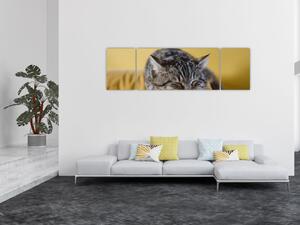 Obraz kota na kanapie (170x50 cm)